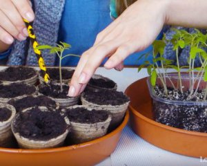 5 корисних підказок у вирощуванні розсади помідорів