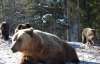 У Синевирі прокинулися бурі ведмеді: фото