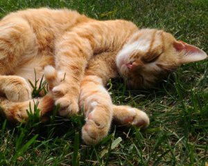 Які корисні звички допоможуть краще спати