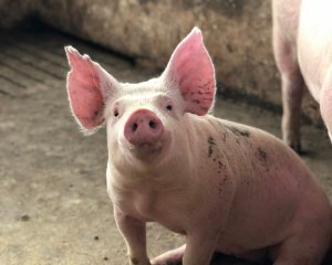 Різке подорожчання свинини в Україні продовжуватиметься