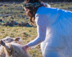 Невеста в платье бросилась спасать беременную овцу