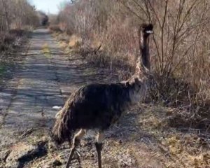 Вулицею міста блукав страус