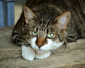 Кіт спав на обличчі. У колисці задихнувся 4-місячний хлопчик