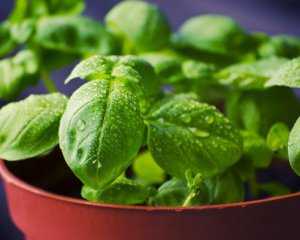 Назвали 5 продуктів, які треба додати до свого раціону навесні