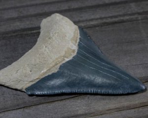 Нашли зуб акулы, которая вымерла 3 млн лет назад