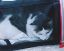 Кіт випав з вікна висотки й розтрощив скло автомобіля