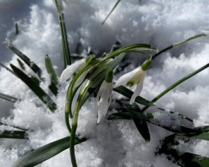 Украину снова засыплет мокрым снегом