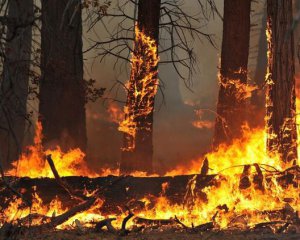 Знайшли новий спосіб боротьби з паліями трави - порушників вистежуватимуть