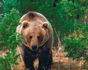 На очах у здивованого чоловіка ведмідь заліз у джакузі, щоб відпочити