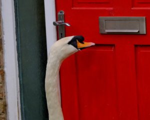 Лебедь-хулиган 5 лет стучит людям в двери