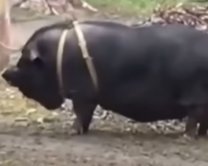 У столичному дворі помітили величезну свиню на повідку