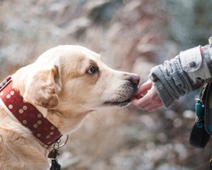 Собачникам на радість: у центрі Києва з'явилося особливе місце