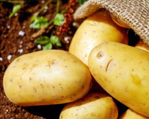 Украинцы едят импортную картошку