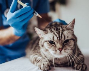 Россия заявила о создании первой в мире вакцины от Covid-19 для животных