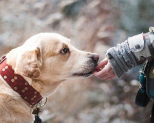 Что делать родителям, если ребенок боится животных