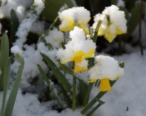 Дощі й мокрий сніг: квітень і далі дивуватиме погодою