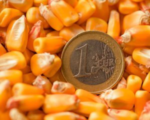 Украинские аграрии снова делают ставку на кукурузу