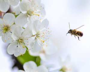 Як приманити бджіл в садок для запилення цвіту