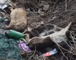 Фермеры пасут свиней и коз на свалке с трупами животных: шокирующие кадры