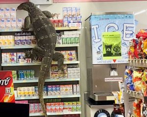 Двухметровая ящерица залезла в супермаркет в поисках пищи