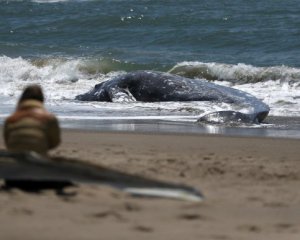 Чотирьох мертвих китів викинуло на берег