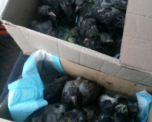 В Киеве освободили более 50 голубей, которых замуровали живьем