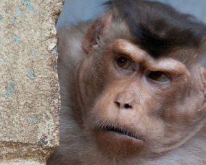 Злочинці навчили мавп красти у людей гроші