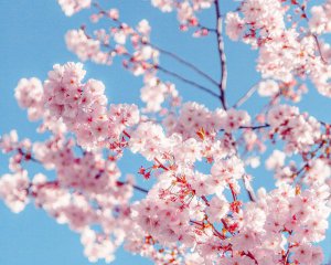 Как защитить цвет плодовых деревьев от заморозков