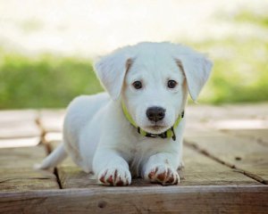 П'яний чоловік жорстоко вбив собаку і викинув у вікно