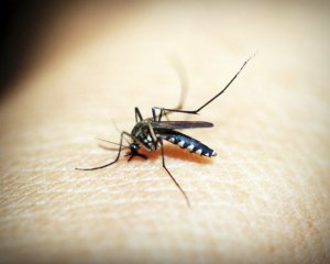 Укус комара может вызвать смерть: что нужно знать о малярии