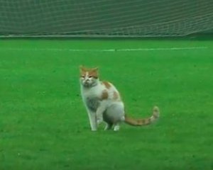 Кот ворвался на футбольное поле и стал звездой трансляции матча