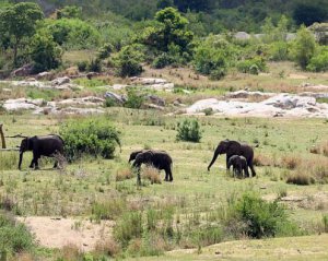 Слони затоптали на смерть браконьєра