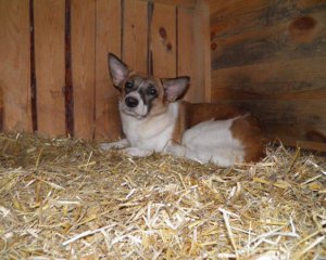 Постійно чули скавчання: в киянина забрали дев'ять собак