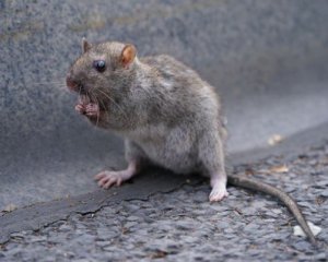 Города страны вскоре заполнят 150 млн крыс
