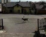 По улицам города рассекал молодой олень: появилось видео