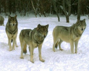 В стране запретили охоту на волков