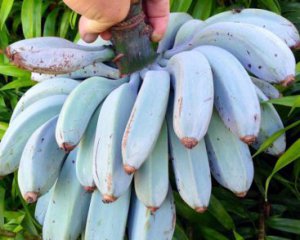 Создали бананы впечатляющего цвета