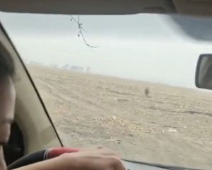 Тигр накинувся на машину та розбив вікно