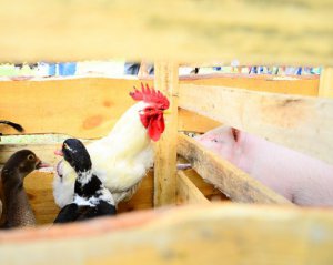 Украина оказалась среди крупнейших экспортеров курятины в ЕС
