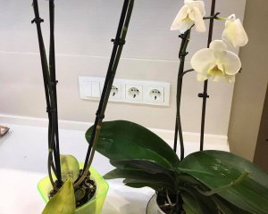 Как спасти орхидею от грибка