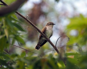 Народні прикмети 5 травня - сьогодні дізнаємося, чи будуть заморозки