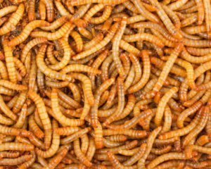 Євросоюз вперше дозволив вживати в їжу комах