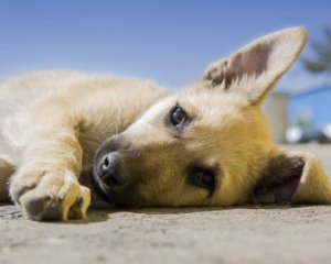 Шкуродер розважався й розстріляв двох безпритульних собак