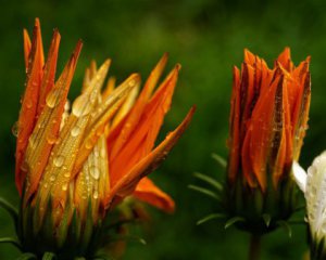 Тепло, дощі і заморозки: якою буде погода наступні кілька днів