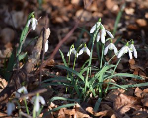Народні прикмети 10 травня. Сьогодні дізнаємося, чи будуть заморозки