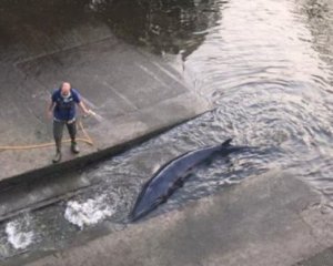 В Темзу заплыл детеныш кита. Его пришлось усыпить