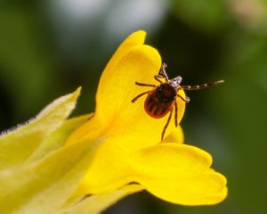 Кліщі розносять тяжку хворобу. Куди кусають найчастіше