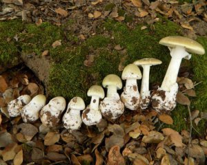 Як не помилитися: три ознаки найотруйнішого в світі гриба