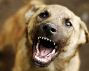 Собака пошматував обличчя 1,5-річній дівчинці