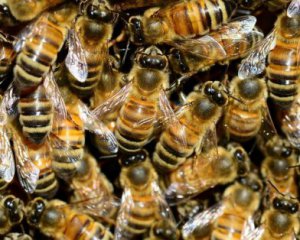 В посилках Укрпошти почали оживати бджоли